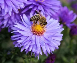 A salvo las abejas: todos deberían poner una cucharada de azúcar en su jardín
