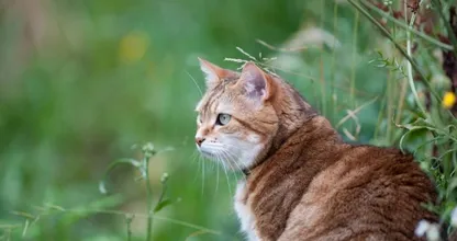 Stelling: ‘Loslopende katten moeten in Nederland verboden worden’