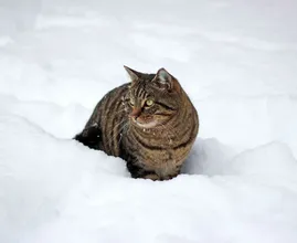 Kat die urenlang bij -12 in de sneeuw lag, leeft wonder boven wonder nog