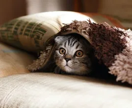Dit is hoelang je je kat maximaal alleen thuis kunt laten