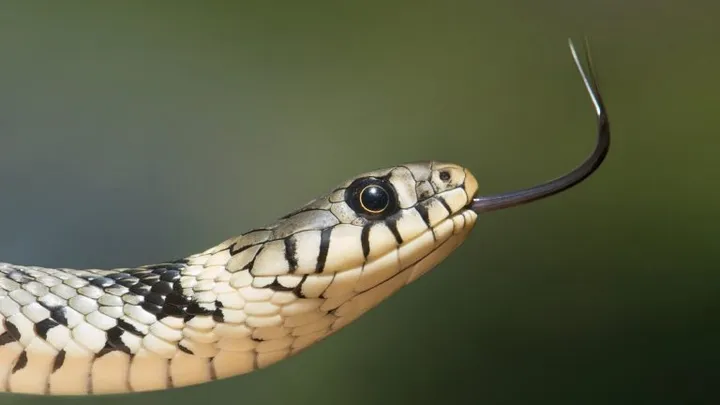 This Snake Was Spotted In The Wild - Vet Is Shocked When He Realizes Why It Is So Huge