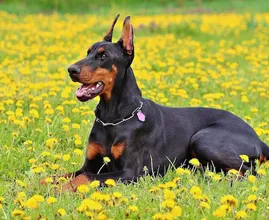 Pies rzuca dzieckiem przez podwórko, jednak powód cię zaskoczy