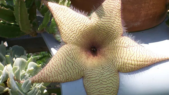 These Plants Found Around The Globe Are Amazing