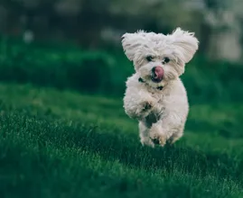Oppassen geblazen: grasaren kunnen gevaarlijk zijn voor je hond
