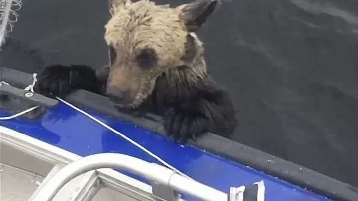 Echa un vistazo a las cosas impactantes que hace esta madre osa mientras los pescadores salvan a sus cachorros