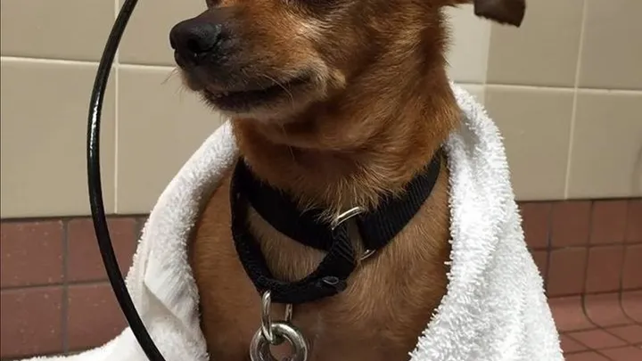 Esta pitbull se recusou a deixar o abrigo sem seu amigo chihuahua