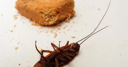 These simple tricks will help you get rid of cockroaches in no time at all!