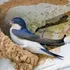 Removing old swallow nests this autumn? Bird experts and the law say you should think twice