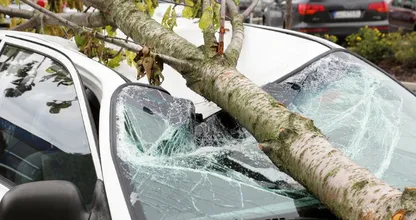 Vrouw overleden door omgevallen boom op auto