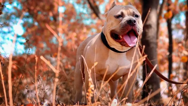 Hombre encuentra un pitbull atado a un árbol y lee la carta que está al lado