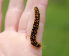 Opgepast: nog een rups met brandharen te vinden in Nederland