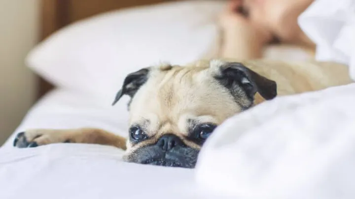 Met deze trucs kom jij 's ochtends veel makkelijker je bed uit