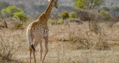 Woedende reacties nadat Amerikaanse met neergeschoten giraffe poseert
