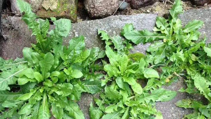 Livre-se das ervas daninhas do jardim com este truque barato e fácil! Nenhum produto químico é necessário!