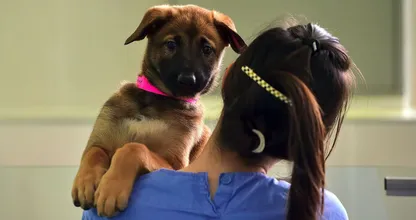 Huh? Deze kliniek in Zuid-Korea heeft al 800 honden gekloond! Bekijk gauw de foto's!