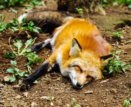 Hondenbaasjes opgelet: dodelijke dierenziekte opgedoken in Nederland