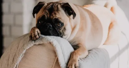 Wetenschappelijk bewezen: hierover dromen honden tijdens het slapen