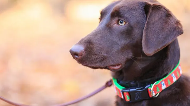Elektronische halsband voor honden vanaf 1 juli 2020 verboden