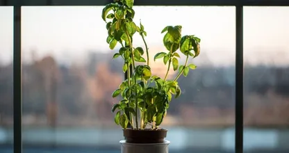 Dit zijn de beste kruidenplantjes om binnenshuis te kweken