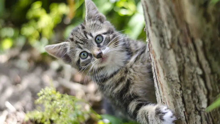 Sempre encontra os gatos do seu vizinho em seu jardim? Este truque para gatos os manterá afastados!