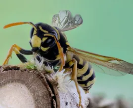 Met deze tips houd je wespen op afstand en word je niet gestoken