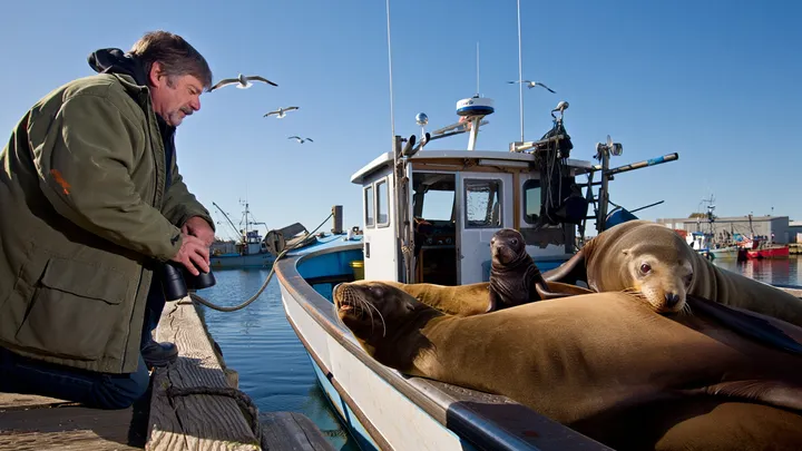 Zwei riesige Seelöwen weigern sich, ein kleines Boot zu verlassen - was Einheimische darin entdecken, erklärt alles