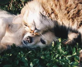 Ongelofelijk: zóveel kosten de allerduurste kat én hond ter wereld!