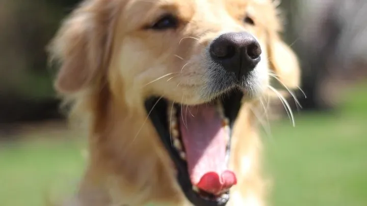 Dit is dus waarom de neus van je hond altijd nat is