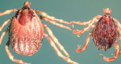 Tropische reuzenteek opnieuw aangetroffen in Nederland
