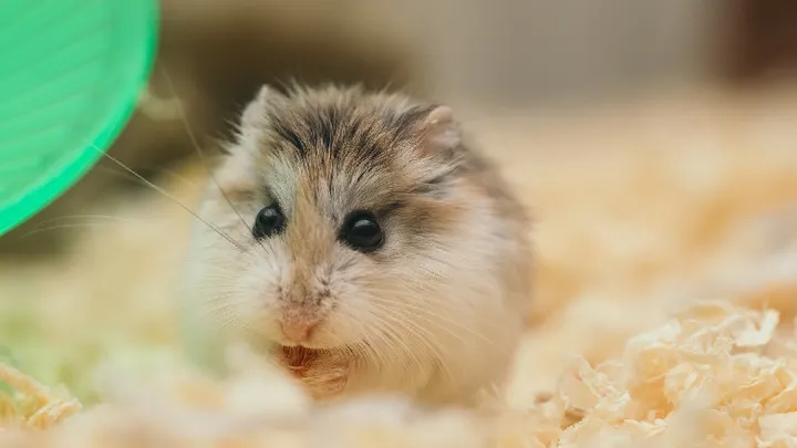 Klein hamstertje bij vuilnis gezet