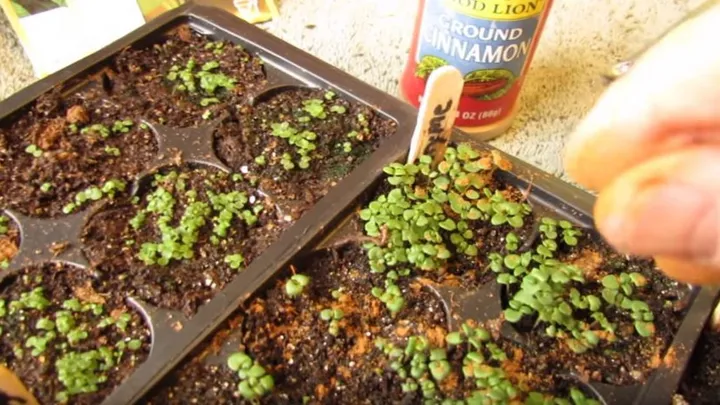 Das ist der Grund warum jetzt jeder Zimt in seinen Garten streut!