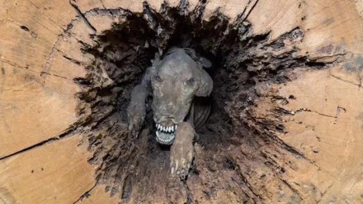 Holzfäller finden seltsame Kreatur in hohlem Baum