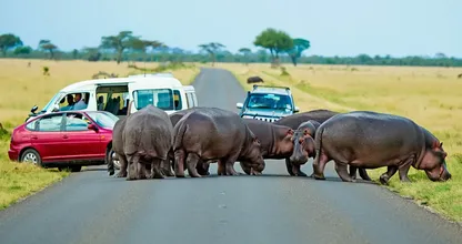 Hippo Herd Blocks Road for Hours – What They Were Protecting Stuns Onlookers