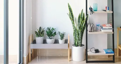 Verwarming weer aan? Zó blijven je kamerplanten gezond