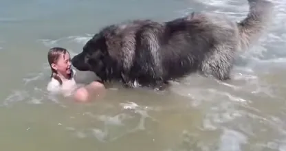 Viral video: Hond denkt dat zwemmende kleindochter verdrinkt, dus komt in actie