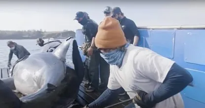 Questi marinai hanno trovato uno squalo gigante - Non crederete mai a cosa hanno trovato dentro!