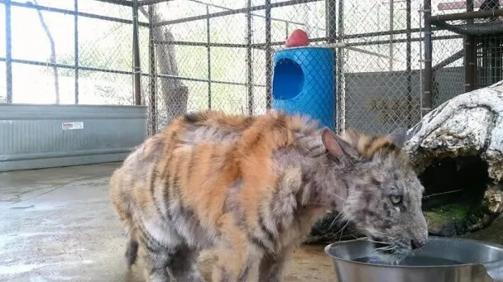 De transformatie van dit prachtige dier zal tranen in je ogen brengen... Deze dieren horen NIET in het circus thuis!