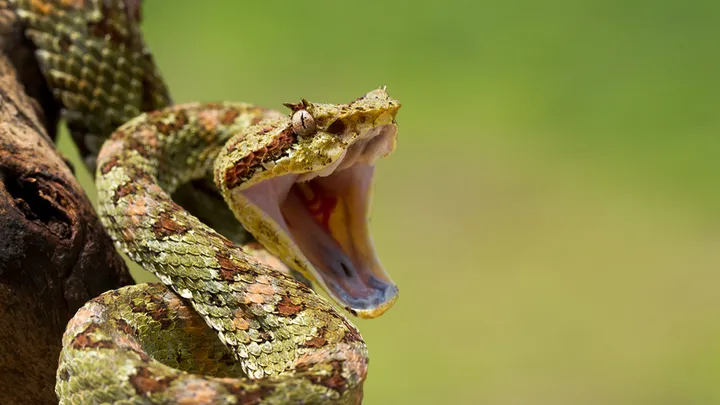 ¡Estos trabajadores encontraron una serpiente gigante - no creerás lo que encontraron dentro!