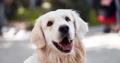 Geef deze soorten groente en fruit nóóit aan je hond