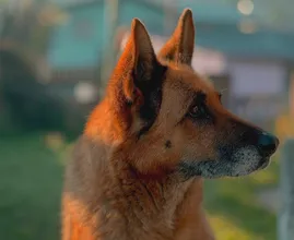 Hartverscheurend: hond wordt levend begraven, maar weet zichzelf uit het graf te graven