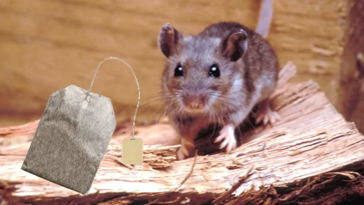 Zo ban je ongedierte uit huis met een theezakje