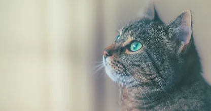 5 tekenen dat je met je kat naar de dierenarts moet