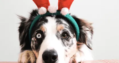 Zo houd jij je huisdier ook tijdens de feestdagen veilig!