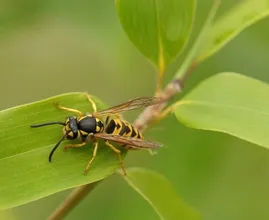 Dit is waarom je niet zomaar een wesp dood moet slaan