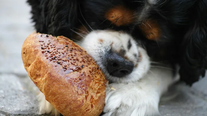 19 gängige Gegenstände, die für Hunde giftig sin