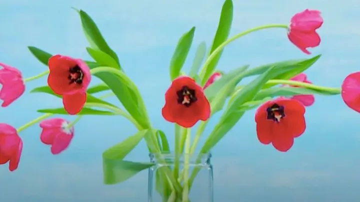 Hangende tulpen zijn verleden tijd! Met dit trucje blijven ze rechtop staan