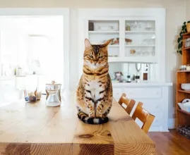 Geweldig: Xenos verkoopt hangstoel voor katten