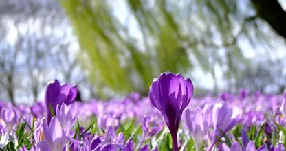 Hooikoortspatiënten opgelet: dit weekend alweer veel pollen