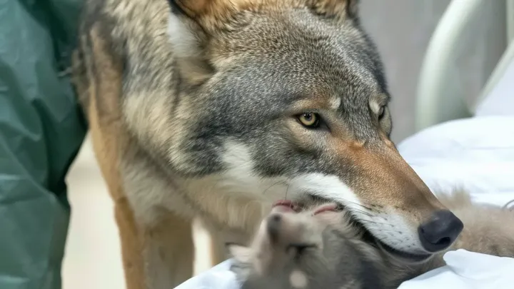 Wilk włamuje się do szpitala - pielęgniarka doprowadzona do łez przez to, co nosi w pysku