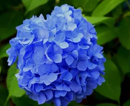 Let op: dieven kunnen mogelijk jouw hortensia's uit je tuin stelen